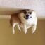 A dog is jumping in the air from under it's head.